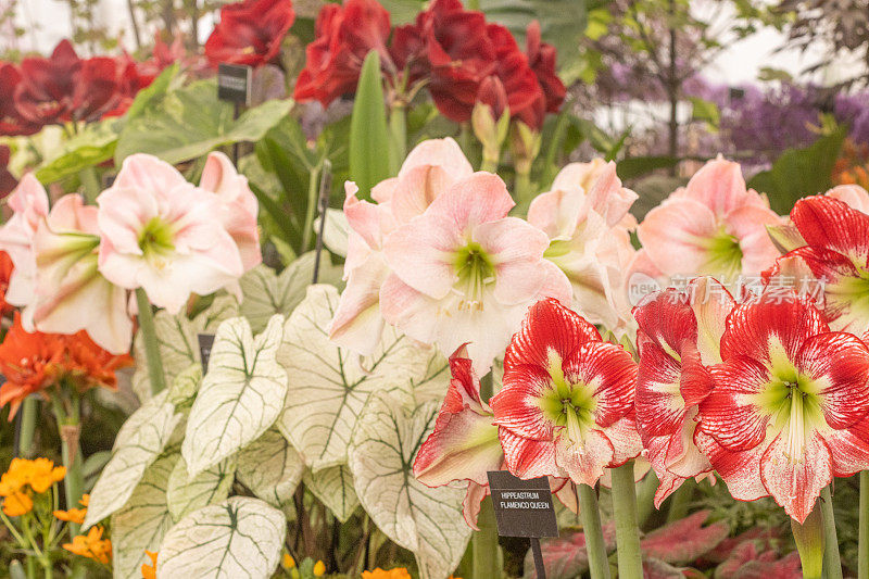 英国伦敦的hipeastrum 'Flamenco Queen' (Amaryllis)